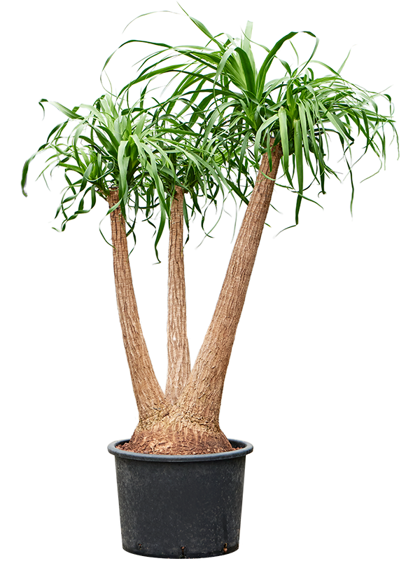 Beaucarnea recurvata