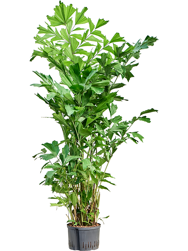 Caryota mitis