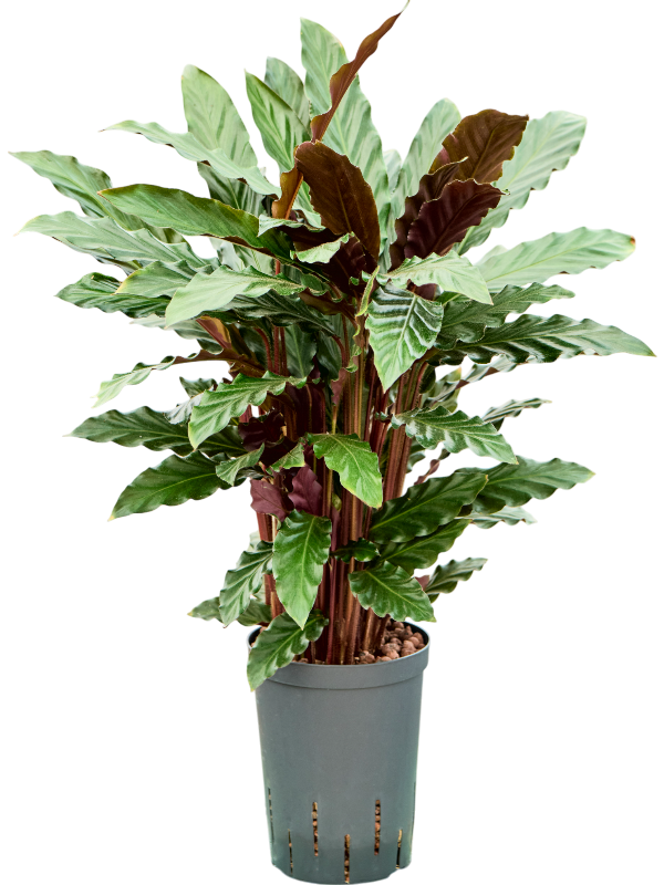 Calathea rufibarba 'Wavestar'