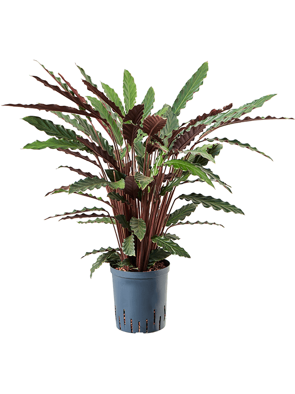 Calathea rufibarba 'Wavestar'