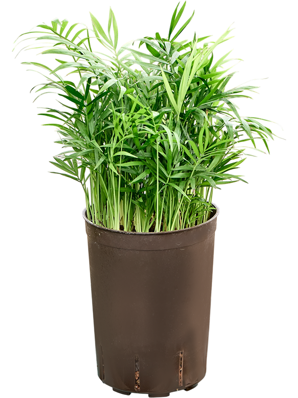 Chamaedorea elegans