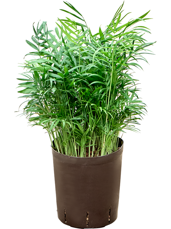 Chamaedorea elegans
