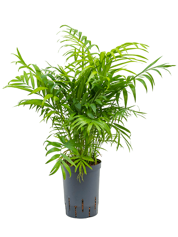 Chamaedorea elegans