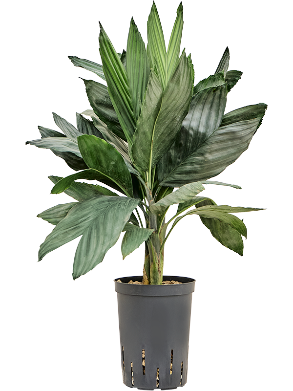 Chamaedorea metallica