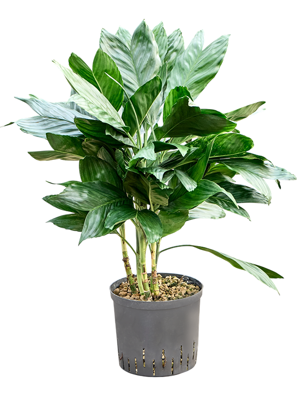 Chamaedorea metallica