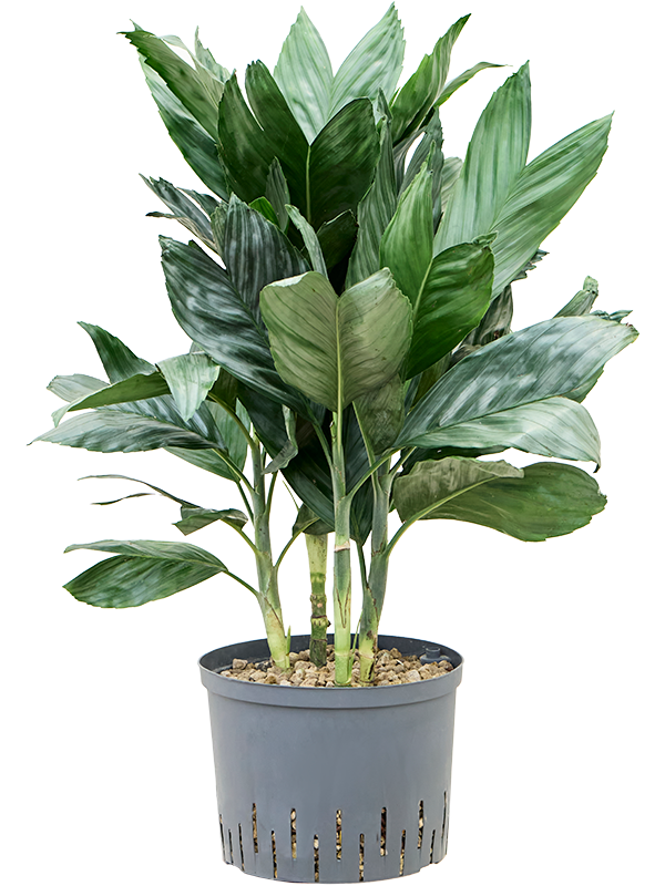 Chamaedorea metallica