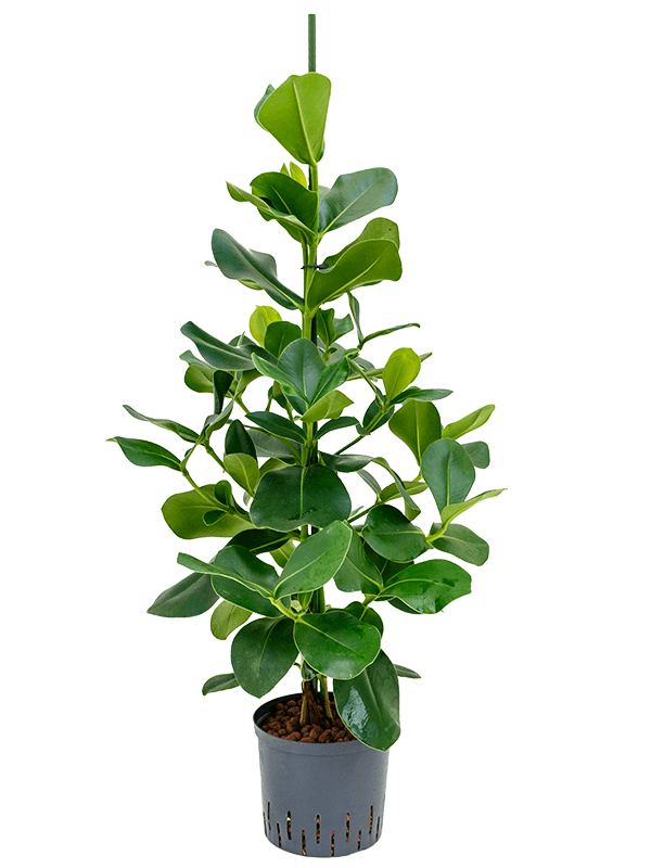 Clusia rosea