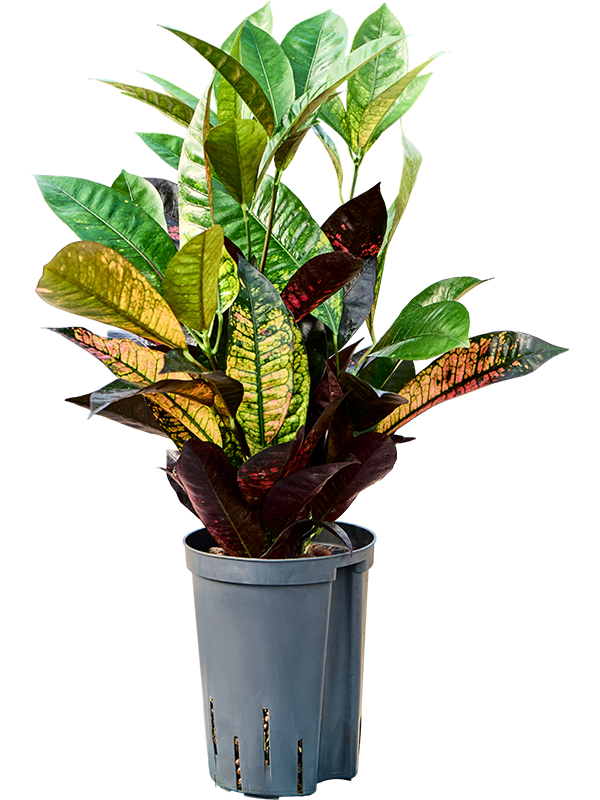 Croton (Codiaeum) variegatum 'Mrs. Iceton'