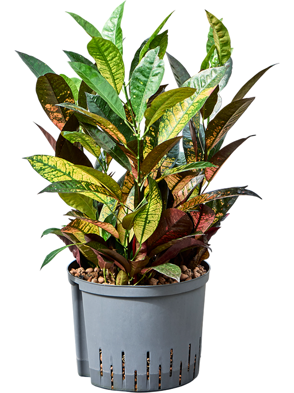 Croton (Codiaeum) variegatum 'Mrs. Iceton'