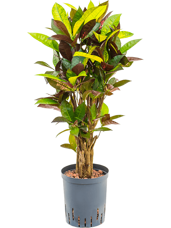 Croton (Codiaeum) variegatum 'Mrs. Iceton'