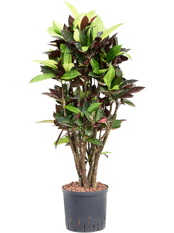 Croton (Codiaeum) variegatum 'Mrs. Iceton'