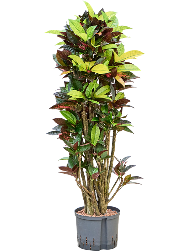 Croton (Codiaeum) variegatum 'Mrs. Iceton'