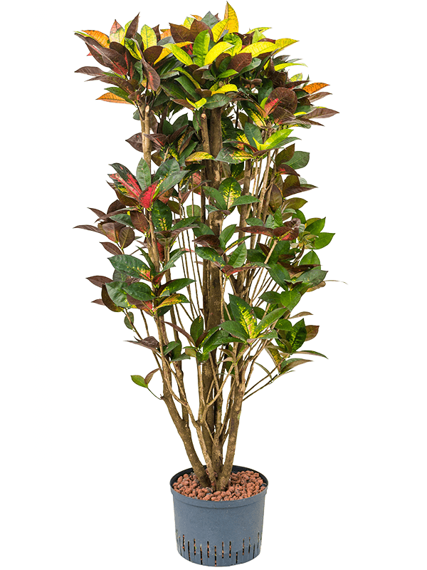 Croton (Codiaeum) variegatum 'Mrs. Iceton'