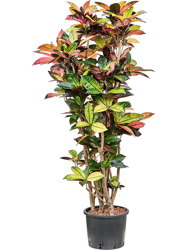 Croton (Codiaeum) variegatum 'Mrs. Iceton'