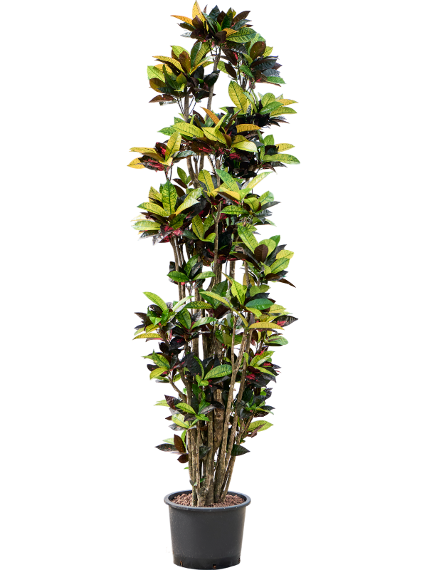 Croton (Codiaeum) variegatum 'Mrs. Iceton'