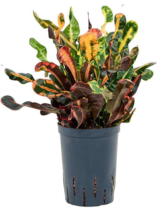 Croton (Codiaeum) variegatum 'Mammi'