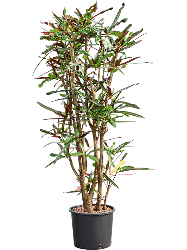 Croton (codiaeum) variegatum 'Mammi'