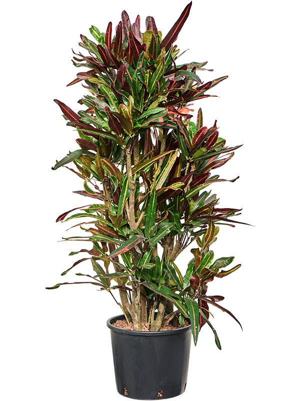 Croton (Codiaeum) variegatum 'Mammi'