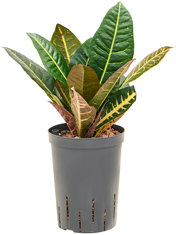 Croton (Codiaeum) variegatum 'Petra'