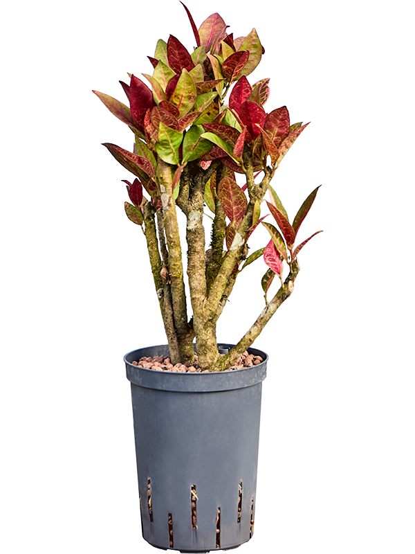Croton (Codiaeum) variegatum 'Petra'