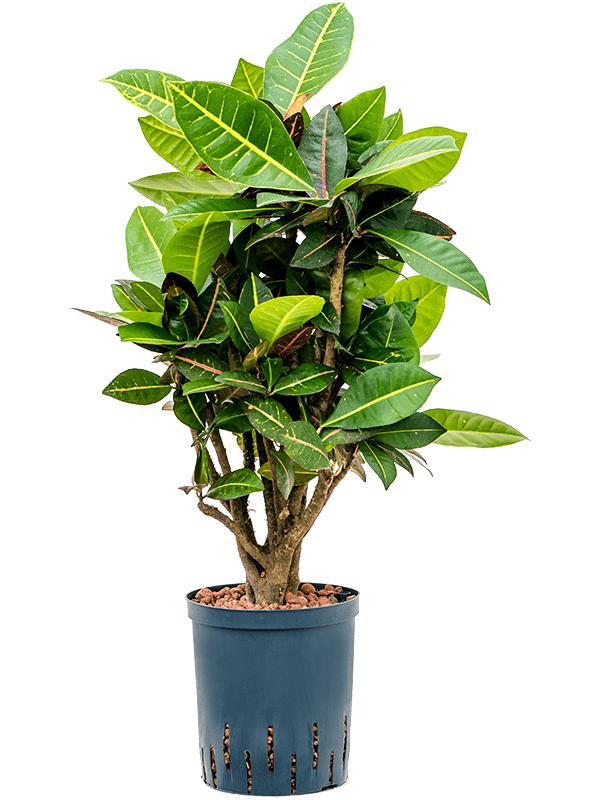 Croton (Codiaeum) variegatum 'Petra'
