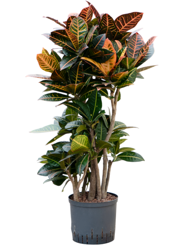 Croton (Codiaeum) variegatum 'Petra'