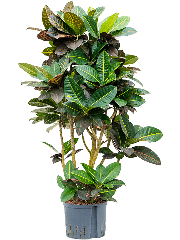 Croton (Codiaeum) variegatum 'Petra'