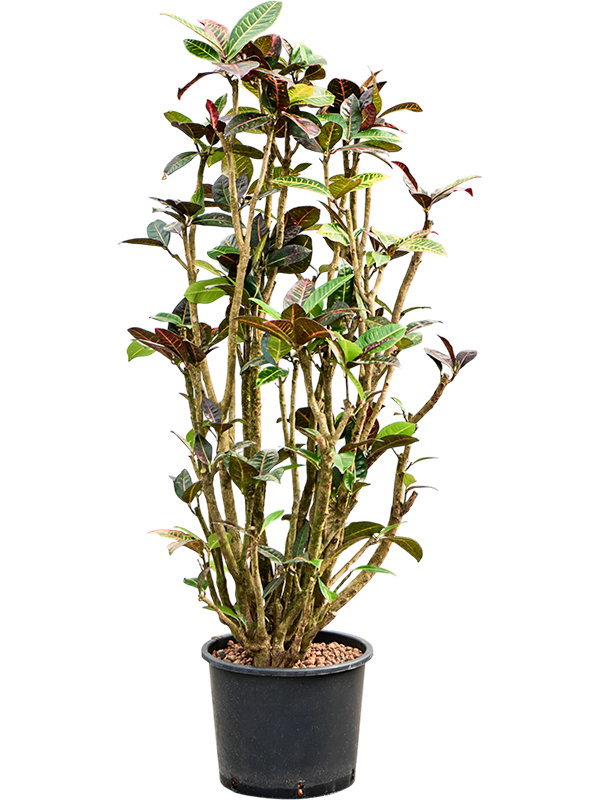 Croton (Codiaeum) variegatum 'Petra'