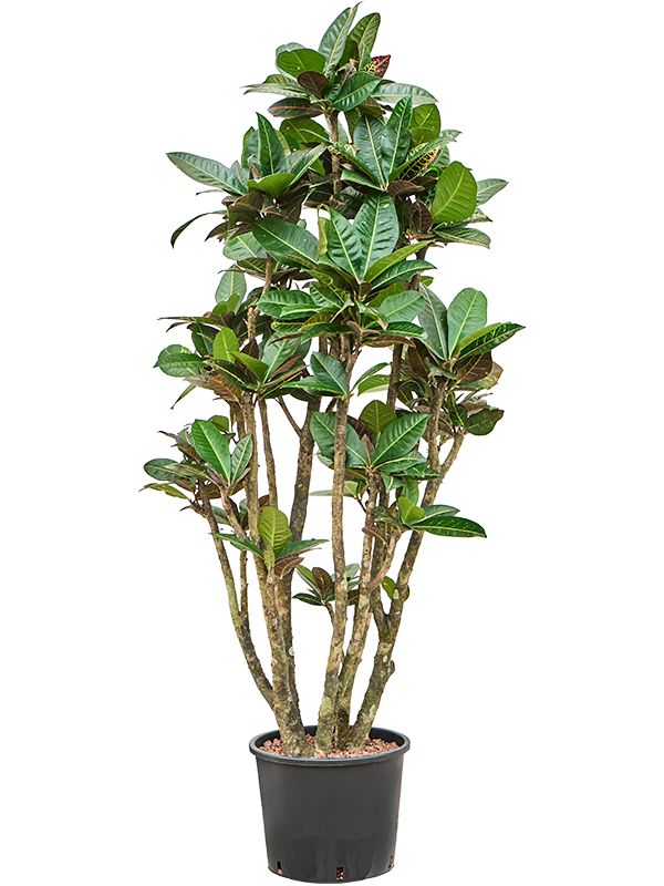 Croton (Codiaeum) variegatum 'Petra'