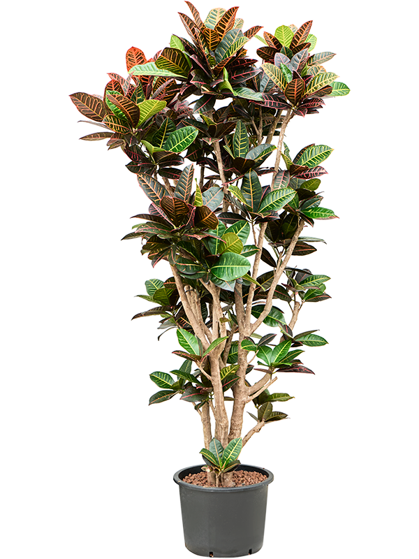 Croton (Codiaeum) variegatum 'Petra'