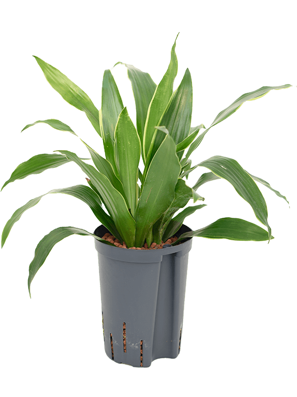 Dracaena fragrans 'Arturo'