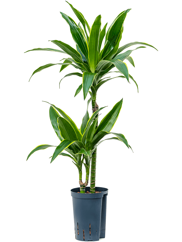Dracaena fragrans 'Arturo'