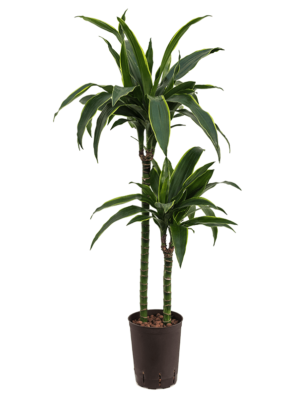 Dracaena fragrans 'Arturo'