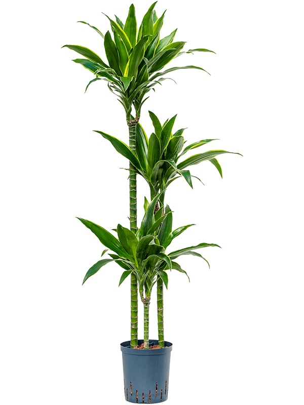 Dracaena fragrans 'Arturo'