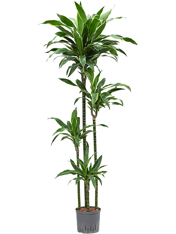 Dracaena fragrans 'Arturo'