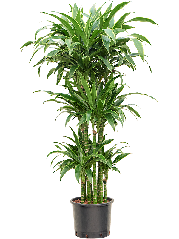 Dracaena fragrans 'Arturo'