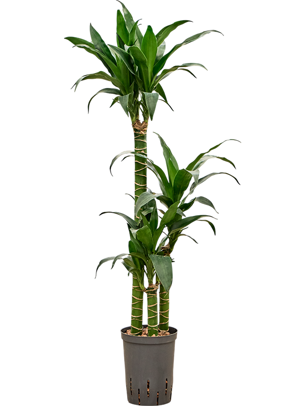 Dracaena deremensis 'Black Beauty'