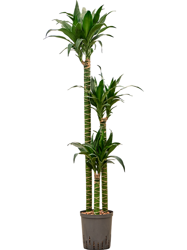 Dracaena deremensis 'Black Beauty'