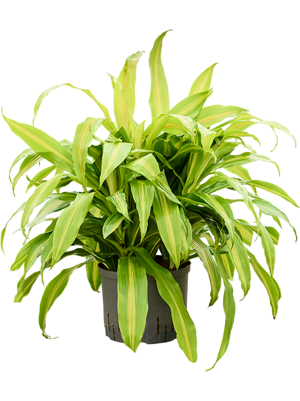 Dracaena deremensis 'Bronze'