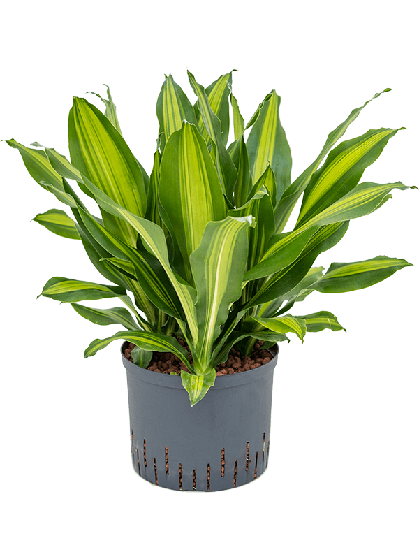 Dracaena fragrans 'Burley'