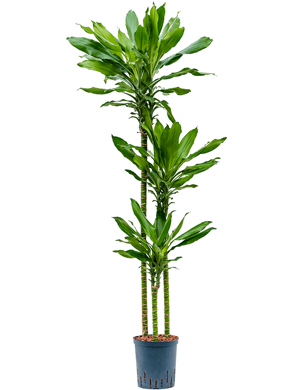 Dracaena fragrans 'Burundii'