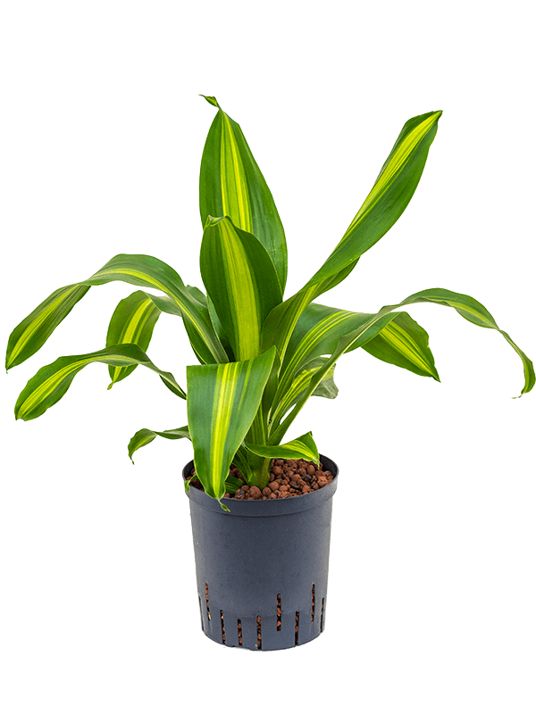 Dracaena fragrans 'Burley'