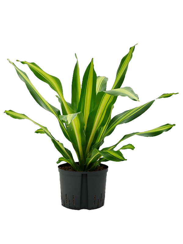 Dracaena fragrans 'Burley'