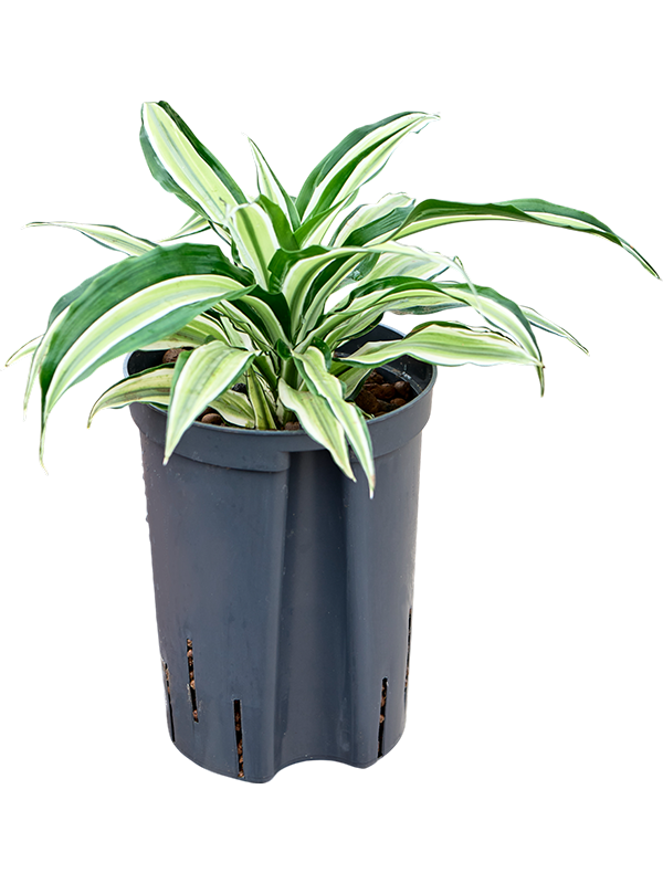 Dracaena fragrans 'Malaika'