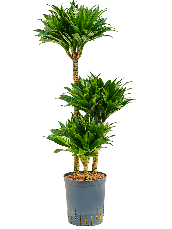 Dracaena fragrans 'Compacta'