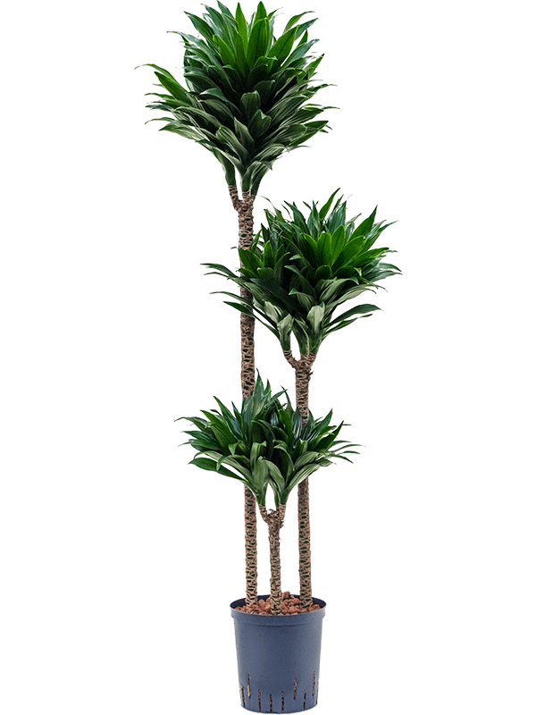 Dracaena fragrans 'Compacta'