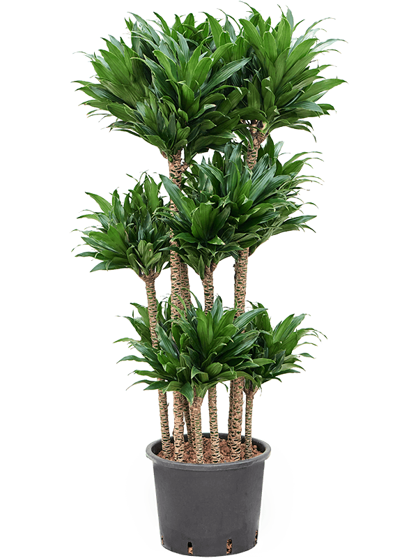 Dracaena fragrans 'Compacta'