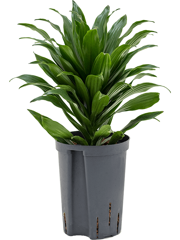 Dracaena fragrans 'Compacta'