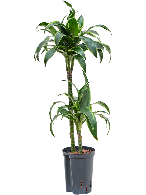 Dracaena fragrans 'Dorado'