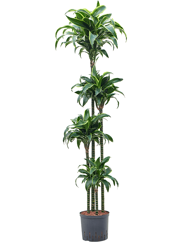 Dracaena fragrans 'Dorado'